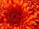 Chrysanthemum.jpg.jpg