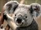 Koala.jpg.jpg