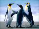 Penguins.jpg.jpg
